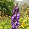 074 Aconitum Napellus.JPG